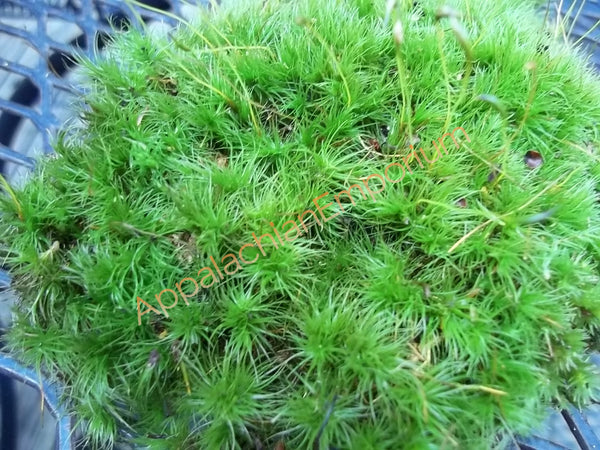 Live Moss For Terrariums & Vivariums