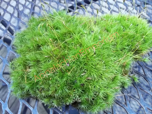Moss for sale