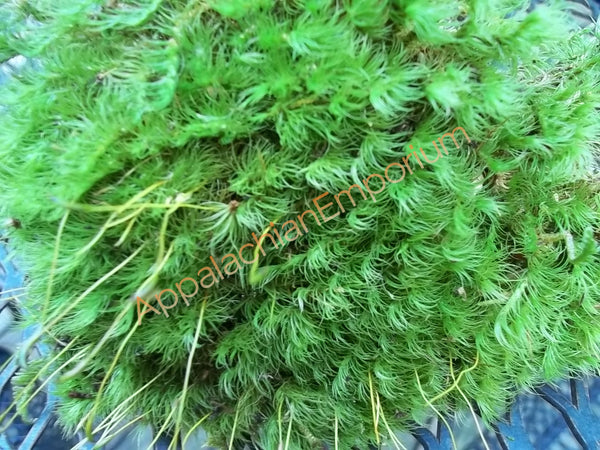 Live Moss for Indoor Plants, Terrariums, Hanging Baskets and Orchids –  Happy Houseplants
