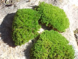Live Moss Pads for Terrariums Fairy Gardens Miniature Garden Decor 3-4 Pieces 2"-4"