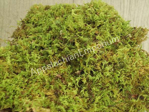 Live Moss Scraps for Transplant or Use Between Patio Stones
