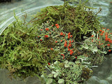 mix of terrarium moss