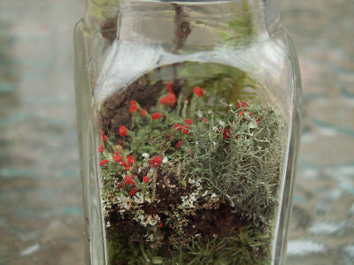 terrarium kit with live plants DIY Mini Terrarium Kit Shaker with Live British Soldier Lichen