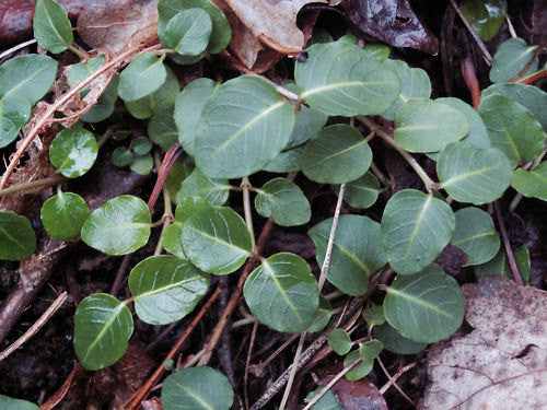 partridge berry