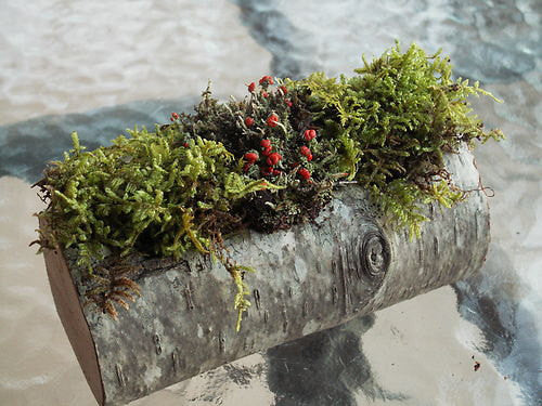 Real Birch Bark Log Moss Lichen Kit Centerpiece