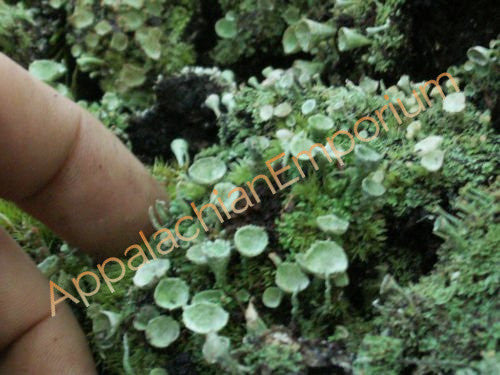 Large Mix of Terrarium Moss and Live Lichens British Soldier Pityrea Pixie  Cup Cladonia 1 Pint