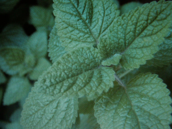 5 Pack Lemon Balm Starter Plants 'Melissa Officinalis' Fragrant Herb Organic