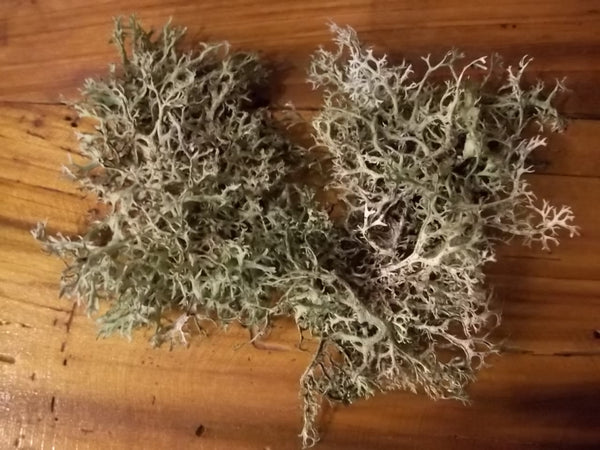 Live Reindeer Lichen Moss for Terrariums Fairy Gardens Moss Gardens Flower Pots