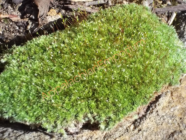 Live Fresh Cushion Moss for Terrariums, Vivarium, Fairy Gardens, Bonsai