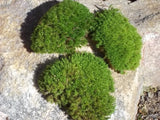 Live Moss Pads for Terrariums Fairy Gardens Miniature Garden Decor 3-4 Pieces 2"-4"