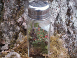 mini terrarium kit shaker