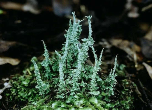 2 Pc Live Pityrea Cladonia Lichen for Terrariums Fairy Gardens