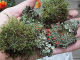 mix of terrarium moss