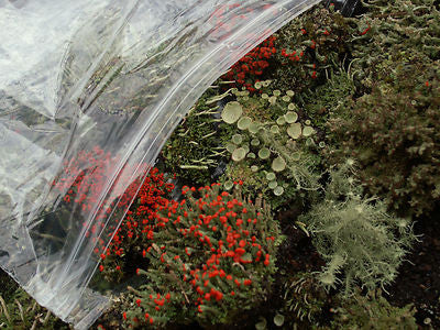Moss Top Dressing for House Plants, Terrariums, Bonsai, Miniature Gardens  Fairy Garden Moss Terrarium Moss Natural Live Moss -  Norway