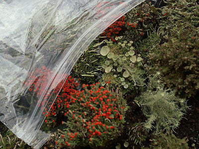 Live Moss Variety Pack - 50 Sq In Terrarium Moss For Reptiles