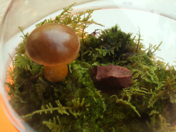 terrarium decor mushrooms