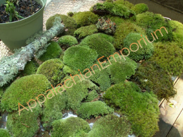 Premium Super Mix Live Fresh Moss for Terrariums, Vivariums,  Bath Mats, Moss Dish Gardens, Flower Pots