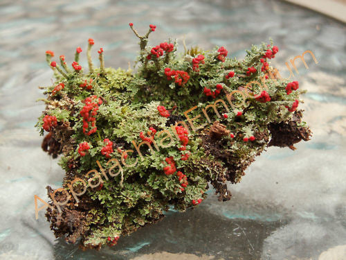2 Pc British Soldier Lichen Cladonia for Terrariums Fairy Gardens Bonsai