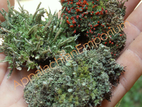 3 Pc Live Lichen Combo British Solder Pixie Cup Pityrea for Terrariums Fairy Gardens