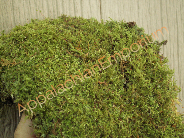 5 Live Mosses and Lichens for Terrariums! - Gulley Greenhouse